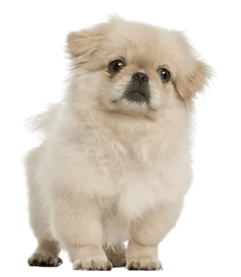 Pekingeser