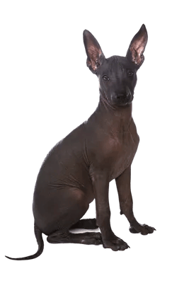 Xoloitzcuintle