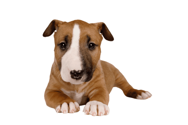 Bull Terrier, miniature som hvalp