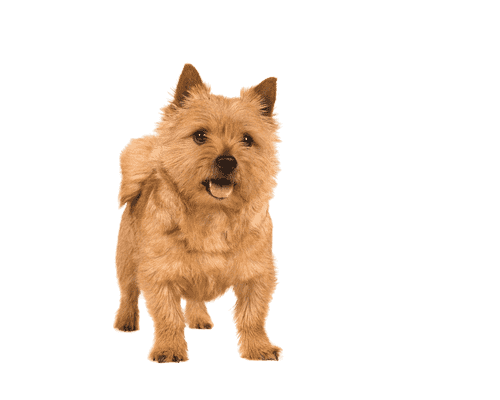 Norwich Terrier som ung/voksen