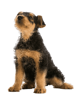 Airedale Terrier vs Gammel Dansk Hønsehund - Terry