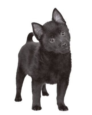 Schipperke som hvalp