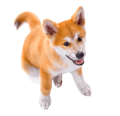 Akita