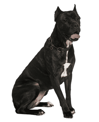 Cane Corso Italiano som senior