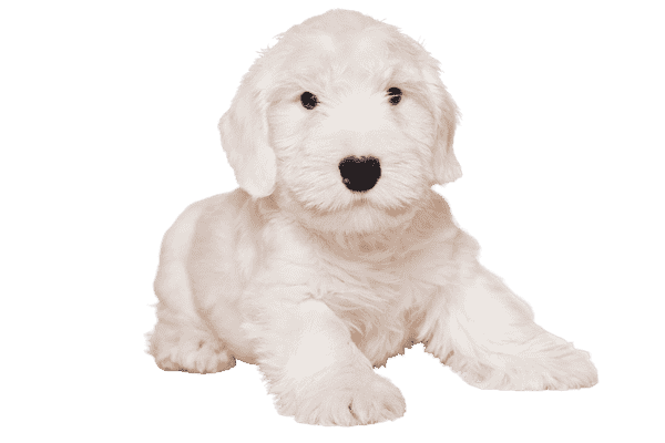 Sealyham Terrier som hvalp