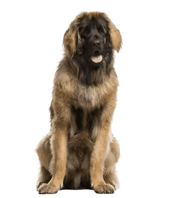 Leonberger som senior