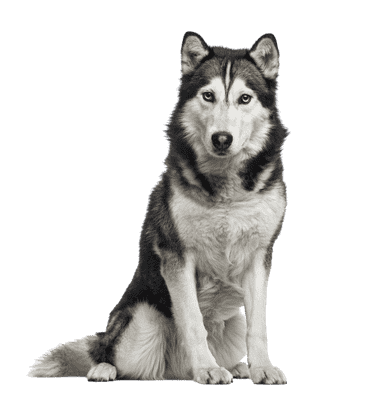 Siberian Husky som senior