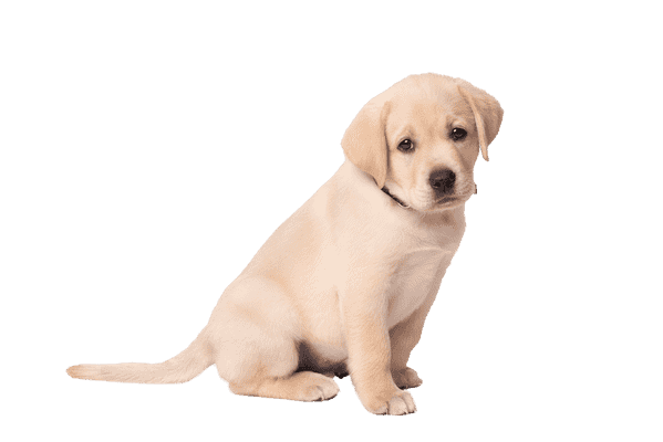 Labrador Retriever som hvalp