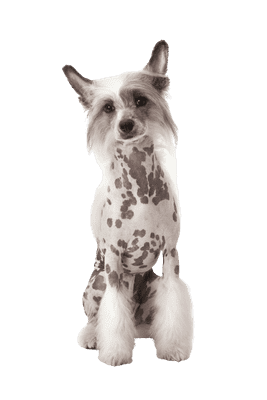 Chinese Crested som ung/voksen