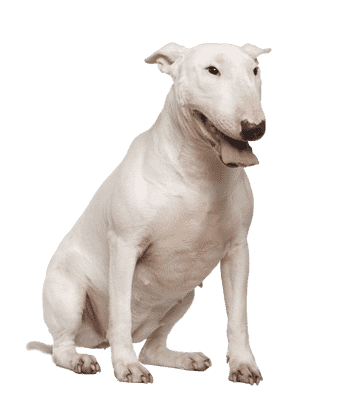 Bull Terrier som senior