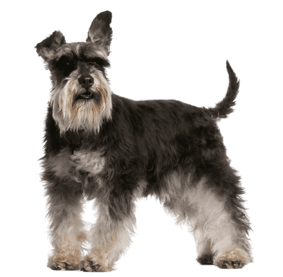 Dværgschnauzer som senior