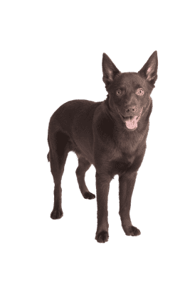 Australsk Kelpie