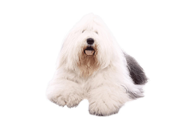 Old English Sheepdog som ung/voksen