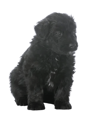 Bouvier des Flandres