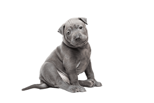 Thai Ridgeback Dog som hvalp