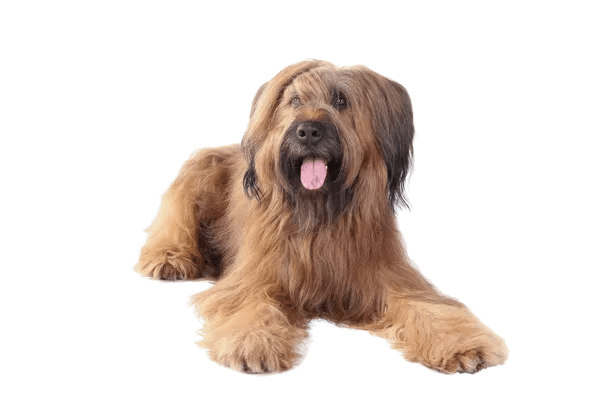 Briard