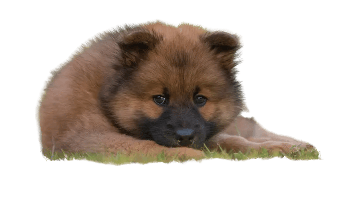 Eurasier