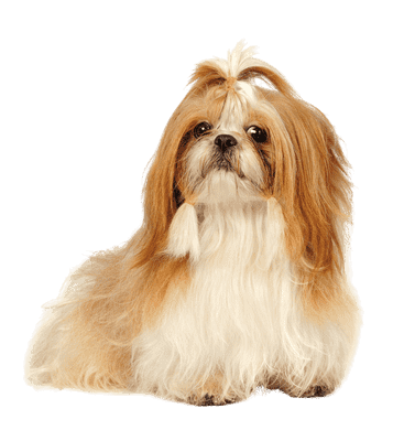 Shih Tzu som ung/voksen