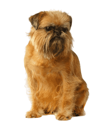 Griffon Bruxellois som senior
