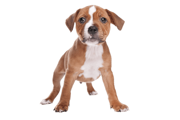 Staffordshire Bull Terrier som hvalp