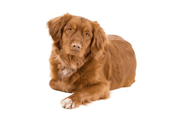 Nova Scotia Duck Tolling Retriever som senior