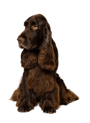 Field Spaniel