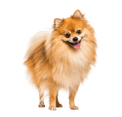 Pomeranian