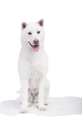 Kishu
