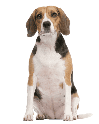 Beagle som senior