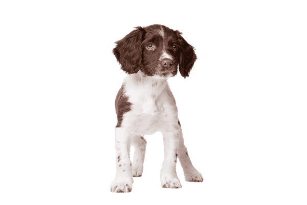 Drentsche Patrijshond som hvalp