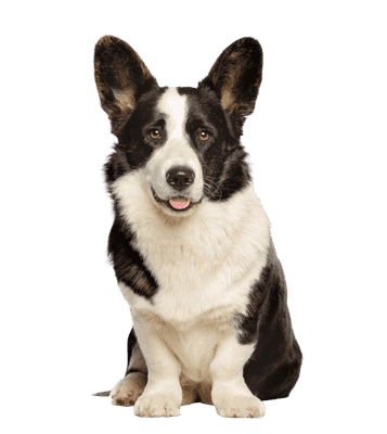 Welsh Corgi Cardigan som senior