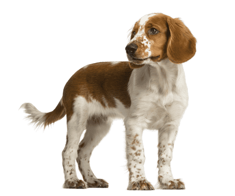 Welsh Springer Spaniel som hvalp