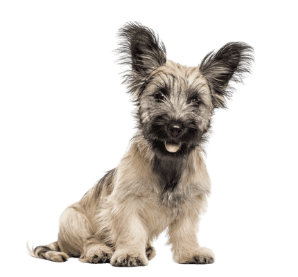 Skye Terrier som hvalp