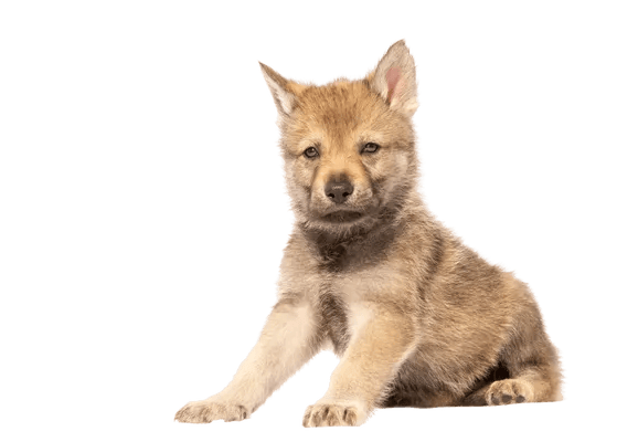 Ceskoslovenský Vlciak