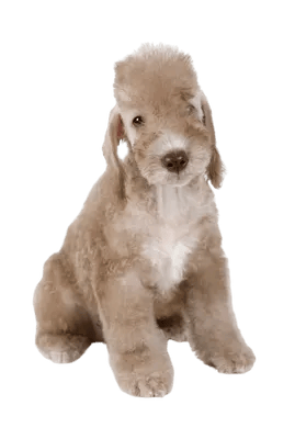 Bedlington Terrier