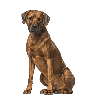 Rhodesian Ridgeback som senior