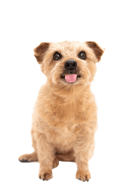 Norfolk Terrier som ung/voksen