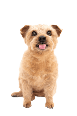 Norfolk Terrier