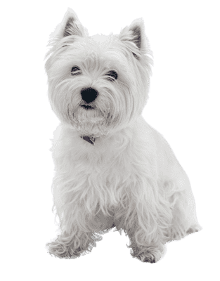 West Highland White Terrier som hvalp