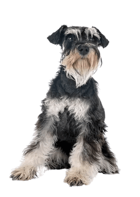 Dværgschnauzer