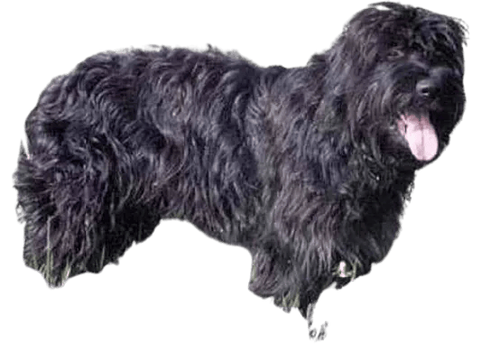 Cao da Serra de Aires