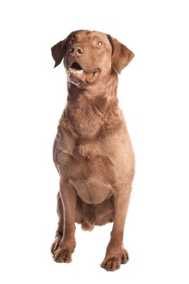 Chesapeake Bay Retriever som ung/voksen