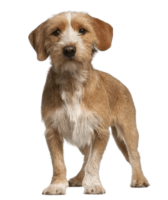 Basset Fauve de Bretagne