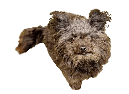 Russkaya Tsvetnaya Bolonka