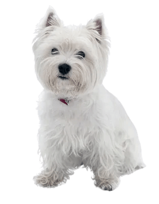 West Highland White Terrier