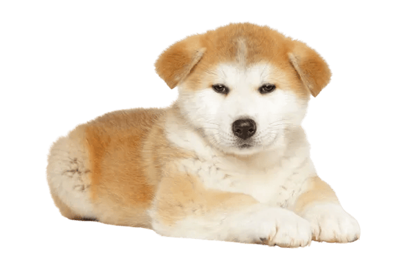 Akita