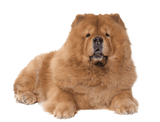 Chow chow