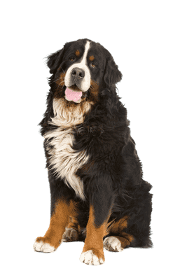 Berner Sennenhund som senior