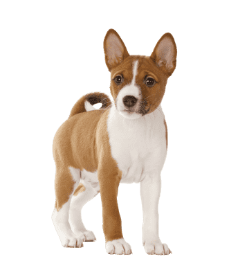 Basenji som hvalp