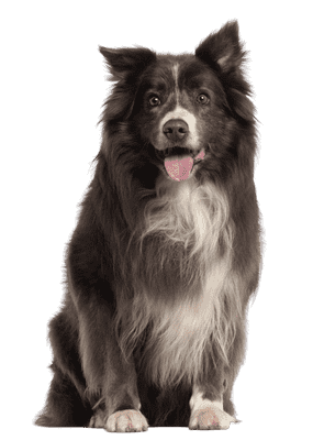 Border Collie som senior